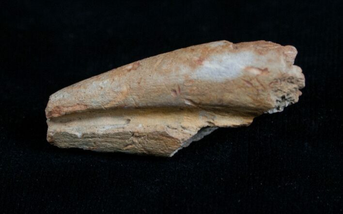 Partial Ornithomimus Claw - Montana #4306